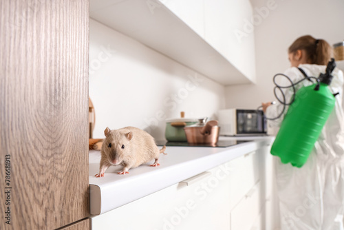 Little rat on table during ...