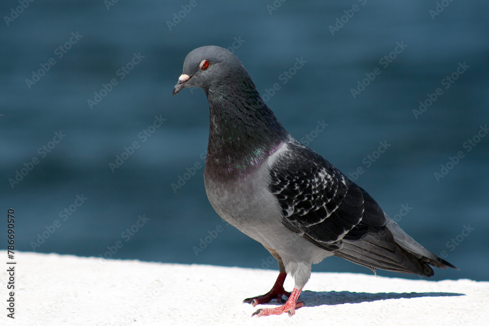 Obraz premium pigeon on the beach