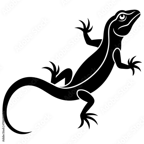 lizard on white background