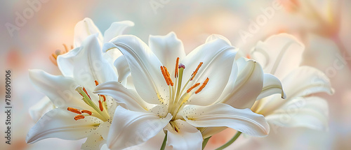 white lilies in full bloom. Each lily boasts six delicate, curved petals that exude elegance and purity.