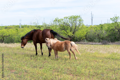 A mini horse in a field with a big horse
