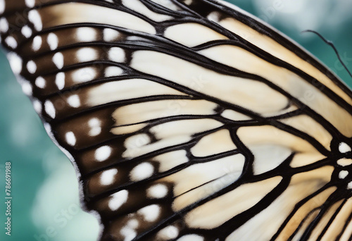 Wing of the butterfly Papilio blumei Close up Wing of a butterfly texture background photo