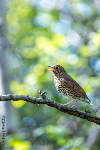 Song Thrush (Turdus philomelos) - Found across Europe & parts of Asia
