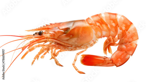 shrimp isolated on white background