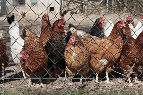 Gruppe Hühner auf dem Bauernhof