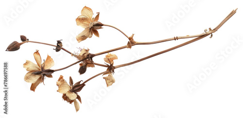 PNG Dried flower plant white background accessories photo