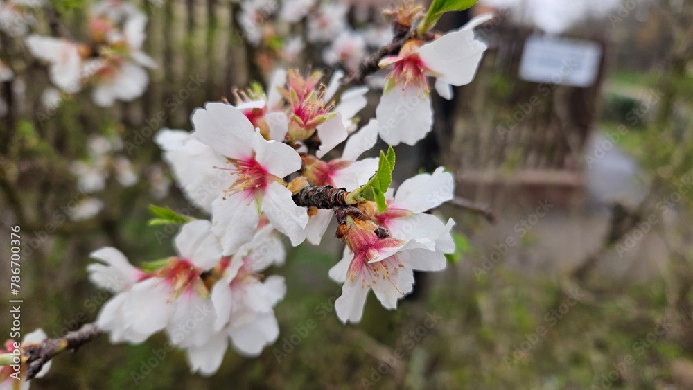 Spring Blossoms by the Roadside