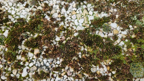 Moss and Pebbles Texture
