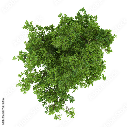 tree  top view  on transparent background 