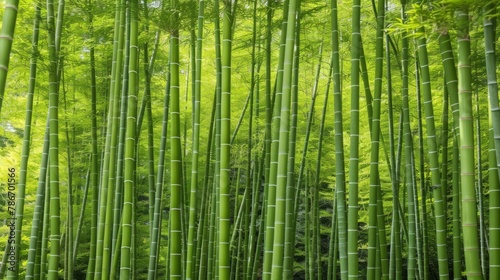 Serene Green Bamboo Forest Sunlight