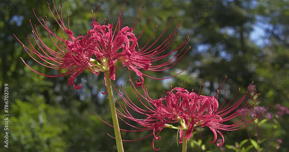 彼岸花・紅の誘惑・彼岸花、秋の饗宴