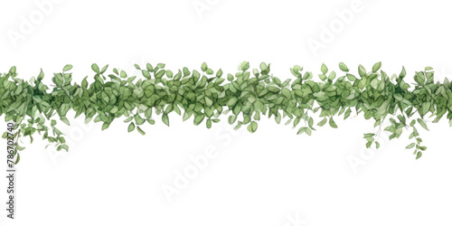 PNG Backgrounds plant herbs leaf