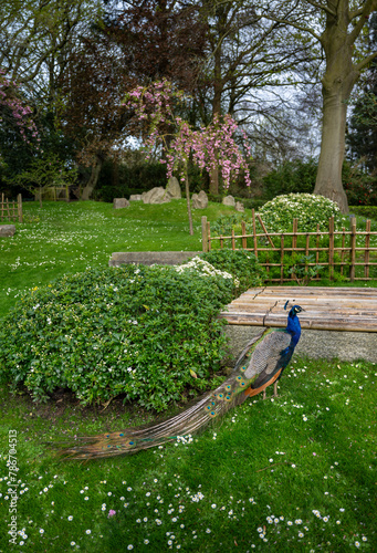 Peacock in Kyoto Garden, a Japanese garden in Holland Park, London, UK. Holland Park is a public park in the London borough of Kensington. Indian peafowl (Pavo cristatus).