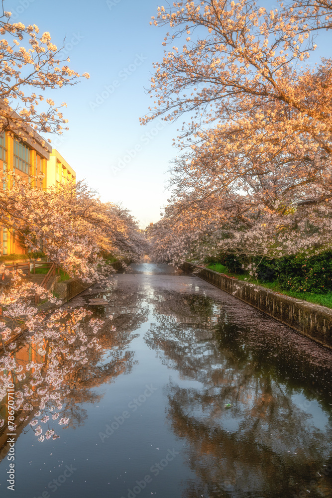 土浦市新川の満開の桜