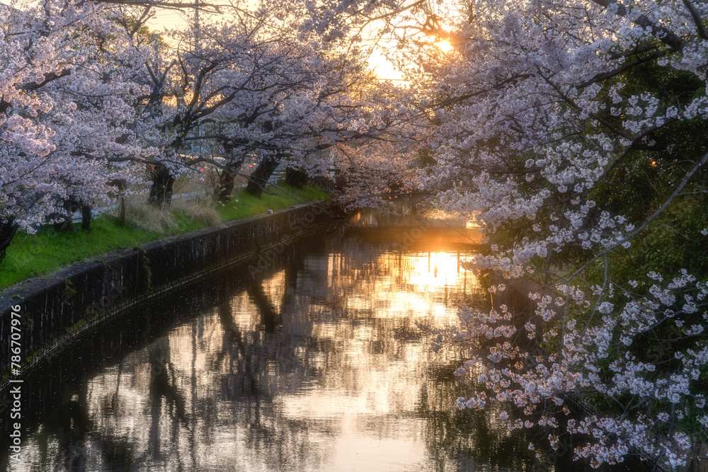 Fototapeta premium 土浦市新川の満開の桜