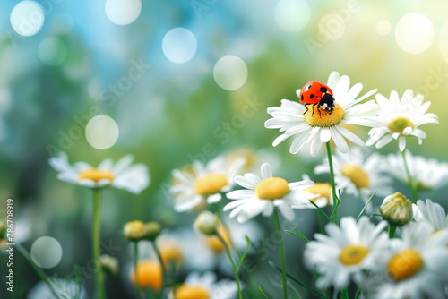 Ladybug on the chamomiles flower, spring background