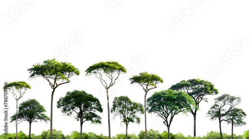 Life jungle trees cutout on transparent backgrounds 3d rendering png