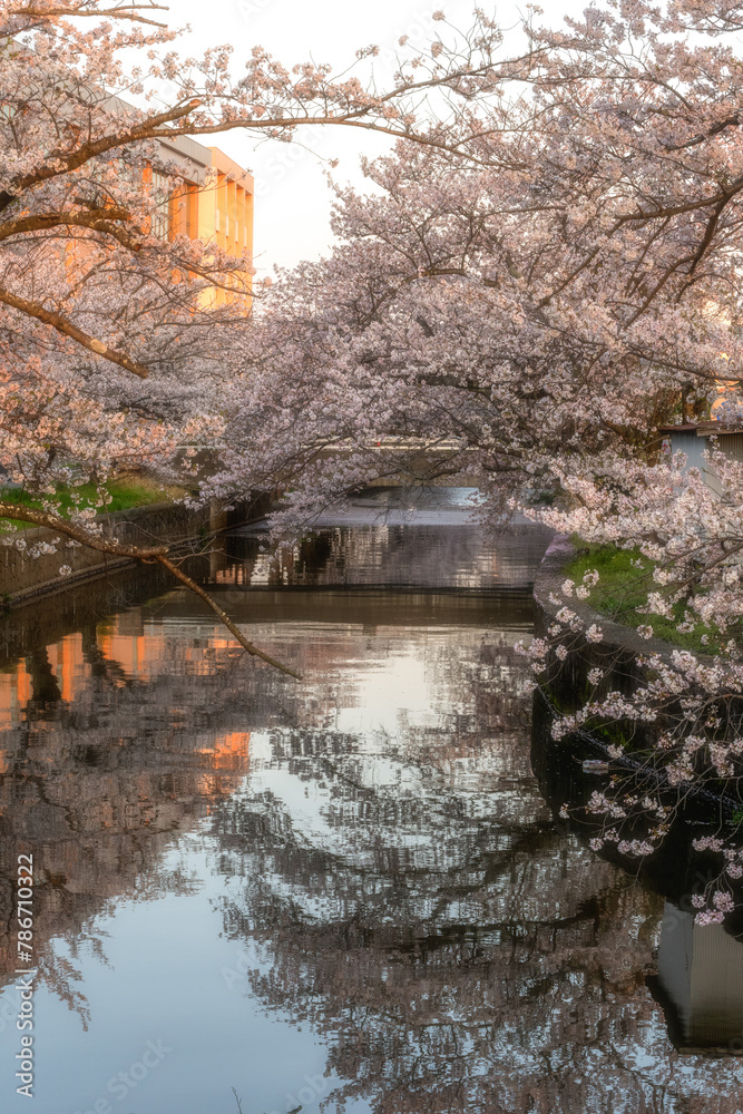 土浦市新川の満開の桜