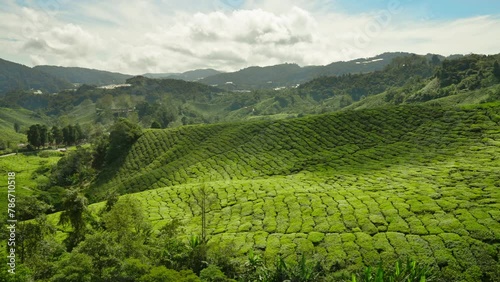 Panoramic overview of rolling hills on a tea field plantation in Cameron Highlands, Malaysia, Southeast Asia