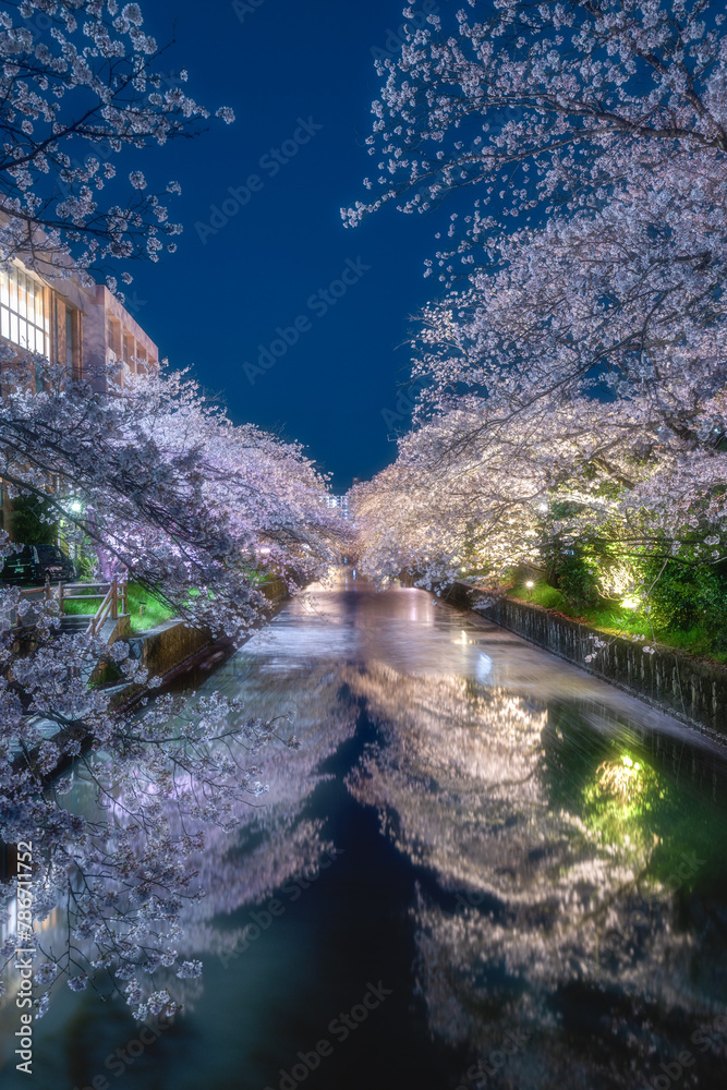 土浦市新川の満開の桜