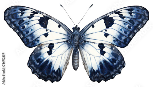 PNG Indigo moth butterfly animal insect. photo