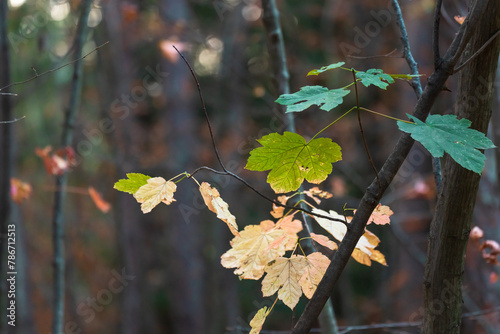 Forest, autumn, tree branches, natural concept, stock photo