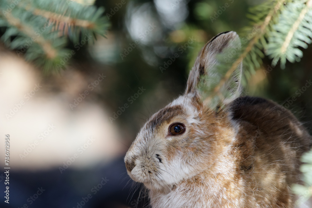 Fototapeta premium Portrait of Snowshoe hare in brown fur under the fir tree.