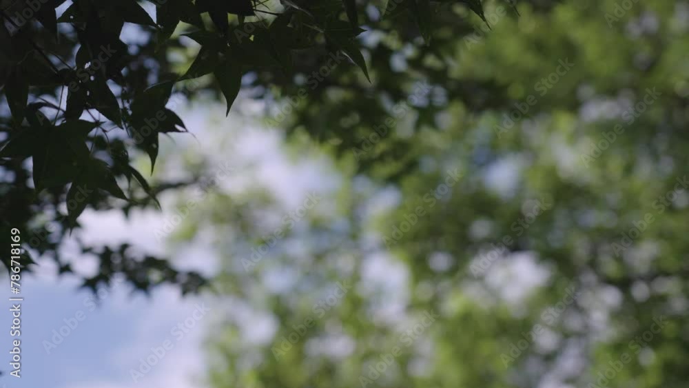 Leaves, blue sky, backlight, green plants Leaves, blue sky, backlight, green plants