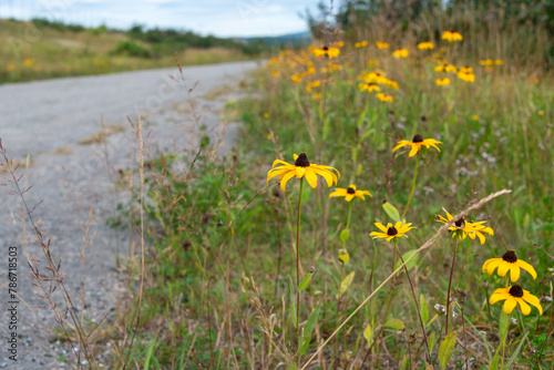 Black-eyed Susans, Rudbeckia hirta, flowers are sturdy plants with long stems and a daisy-like bloom. The golden yellow petals and dark brown and black centers are growing wild along a dirt road. 