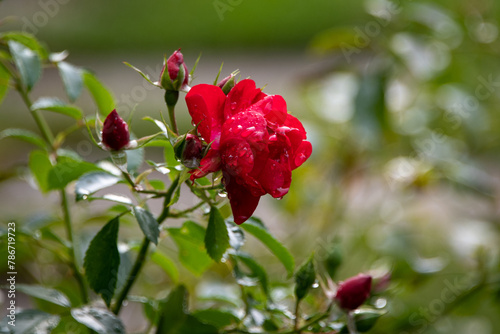 A closeup of a delicate vibrant crimson red rose growing on a creeping vine covered with raindrops. The flowering plant has sharp thorns, colorful deep red buds, and lush green waxy leaves. 