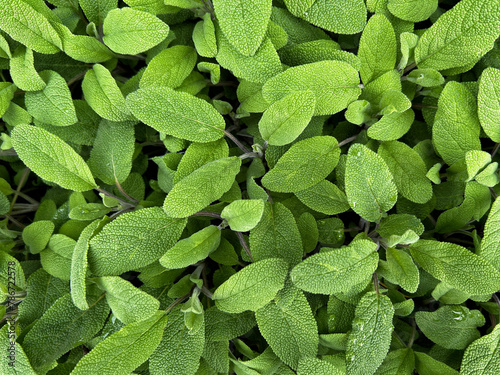 Sage, Salvia officinalis, or the common sage