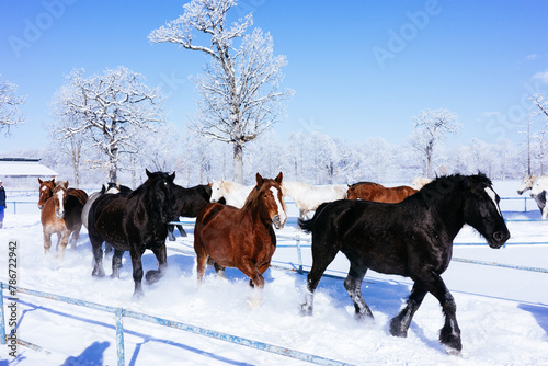 冬に走る馬の群れ