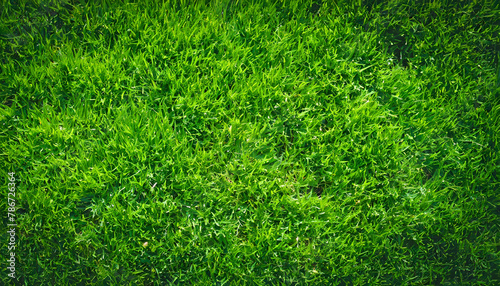 Green grass texture background. Top view photo.