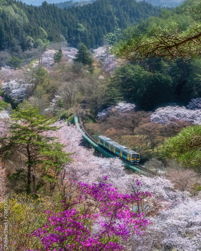 福島県矢祭町　桜咲く矢祭山公園と水郡線