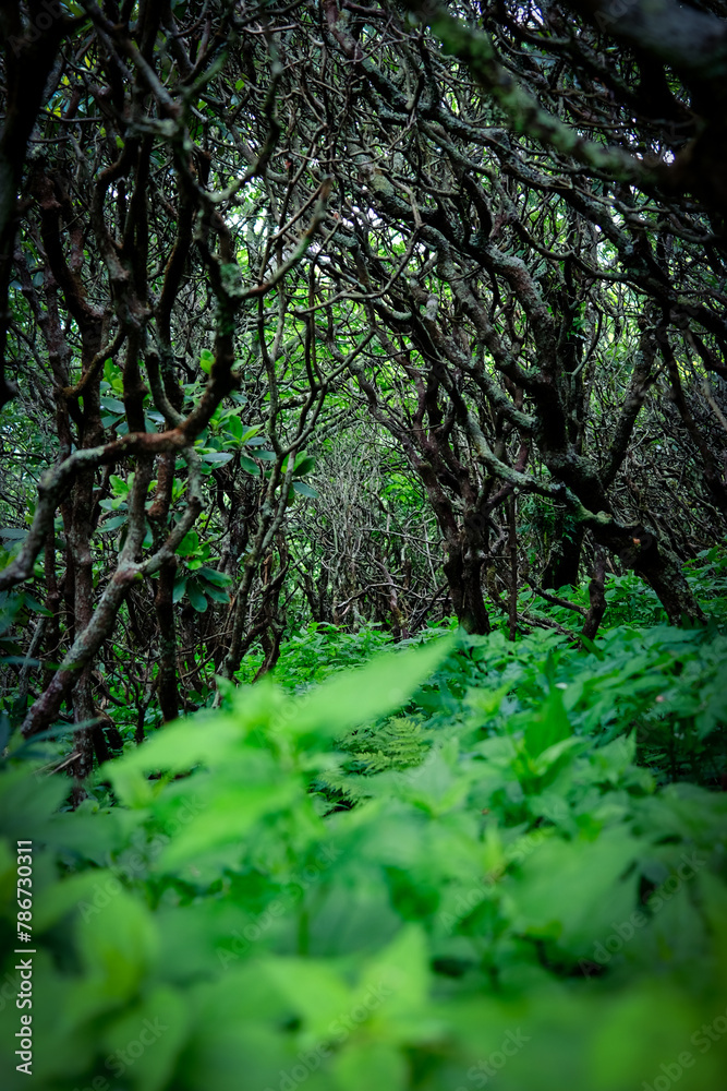 Obraz premium forest in the morning