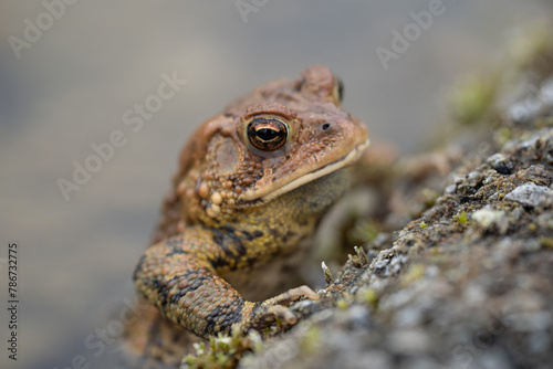 Close-up horizontal photo of Eastern American Toad (Bufo americanus)  on side of pond.