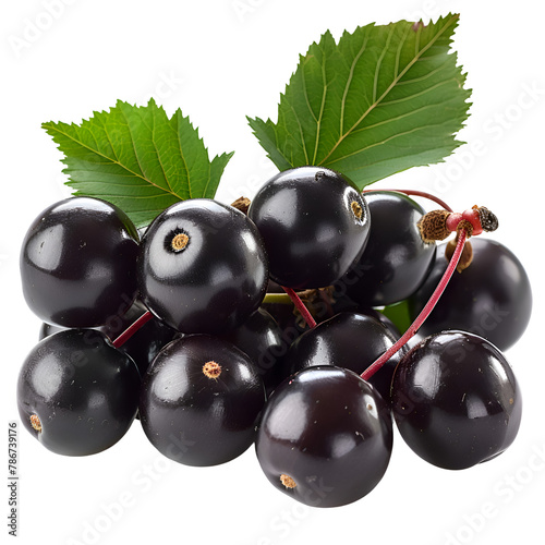  An HD image of fresh chokecherries, their small, dark red to black fruits, clustered on branches, isolated on a Transparent background, PNG Cutout photo
