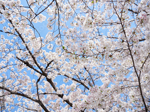 春の満開の桜の風景