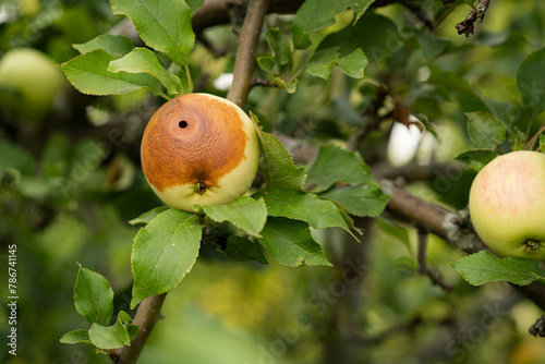 Rotten worm apple in the garden