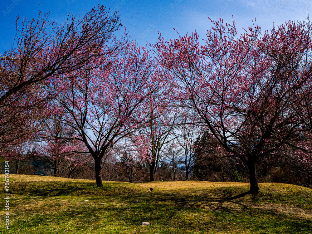 Obraz premium お花見 サクラの花 長野県大町公園