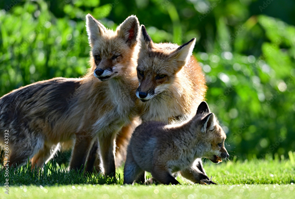 Fototapeta premium Red Fox family playing with their cute pup