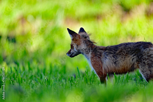 Red Fox Strolling in the Wild