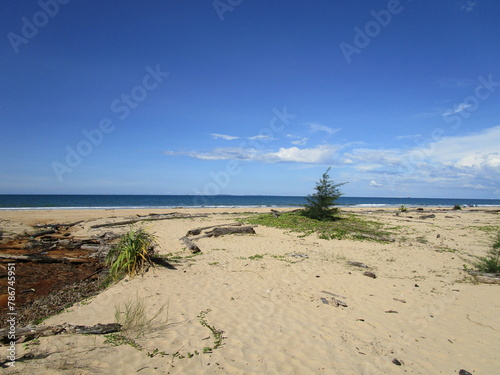 Fototapeta Naklejka Na Ścianę i Meble -  beach with lone tree and driftwood