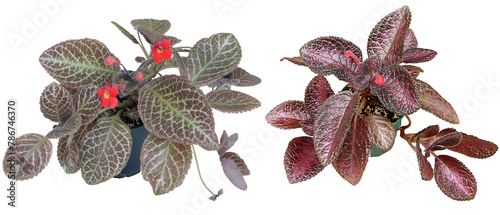 2 Episcia plants (Gesneriad family) - Jim's Silhouette and Coco cultivars, isolated on transparent background  isolated on transparent background photo