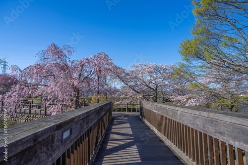 青空バックに見る満開の桜と新緑の若葉のコラボ情景
