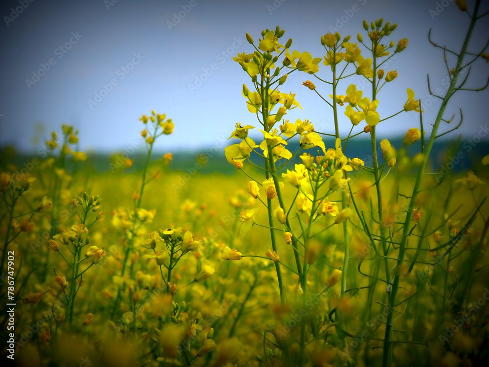Obraz premium Yellow field