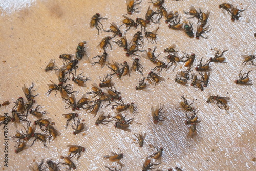 dozens of flies were caught in a paper fly trap