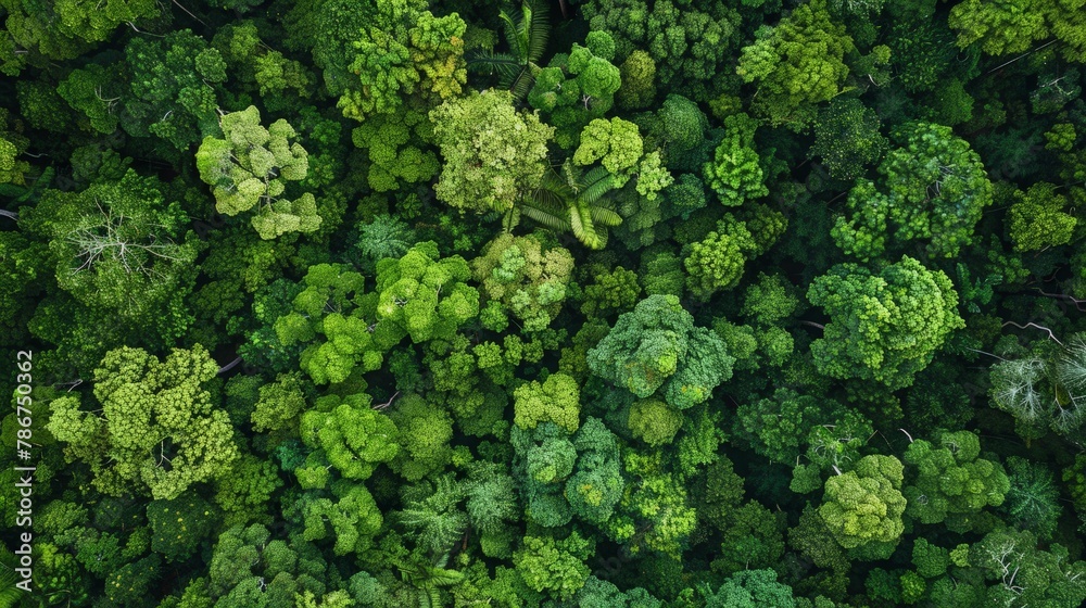 Aerial top view forest tree, Rainforest ecosystem and healthy environment concept and background,