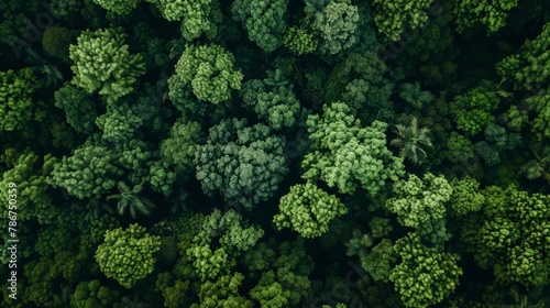 Aerial top view forest tree, Rainforest ecosystem and healthy environment concept and background,