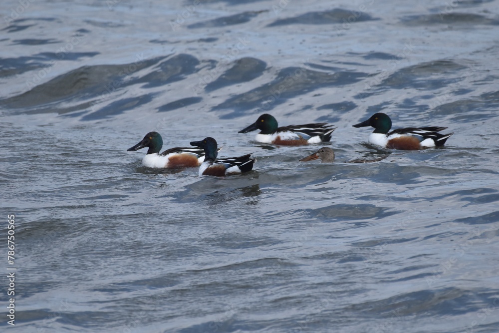 Fototapeta premium Ducks on the water 